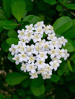 潔白的花朵,花,植物區(qū)系