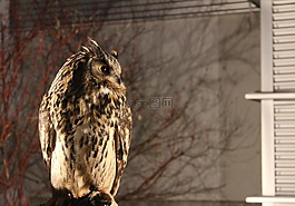 夜,猫头鹰,警报