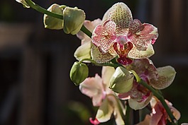 蘭花,廠,花