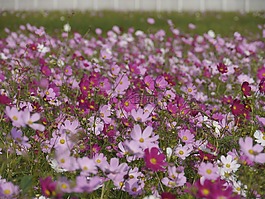 宇宙,花卉園,幻想