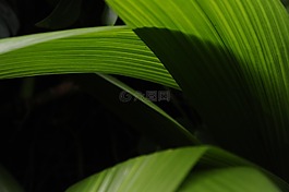 黑暗,氣氛,葉