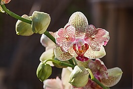蘭花,廠,花