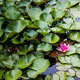 植物群,睡蓮,湖