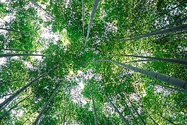 綠色,植物,樹