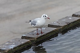 鳥,人體內(nèi)的水,性質(zhì)