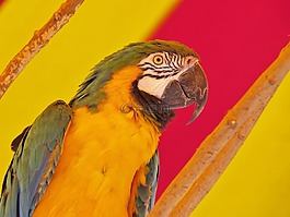 鳥(niǎo),鸚鵡,橙色