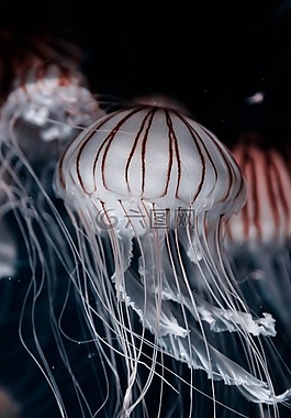 海蜇,水,動物