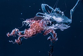 海蜇,水,動物
