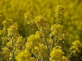 nanohana,鮮花,黃色