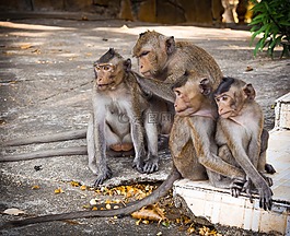 哺乳動物,野生動物,動物