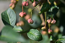 布什,主軸,云錦