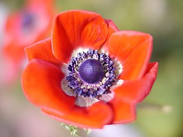 紅色,鮮花,蓮花
