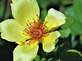 花,黄色,锈