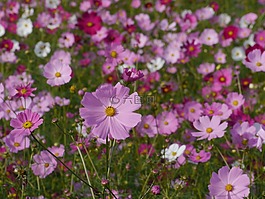 宇宙,鮮花,紫色