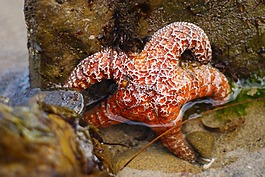 海星,海洋,tidepoon