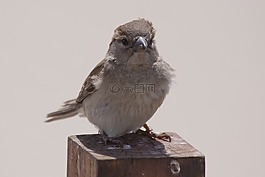 鳥,動(dòng)物,麻雀