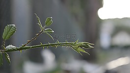 螞蟻,刺,植物