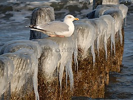 海鷗,鳥,休息