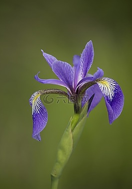 花,自然,植物區(qū)系
