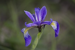 自然,花,植物區(qū)系