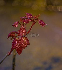 自然,花,植物區(qū)系
