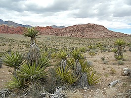 莫哈韋沙漠,沙漠,山
