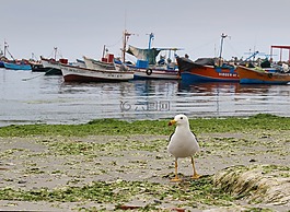 海鷗,海灘,海