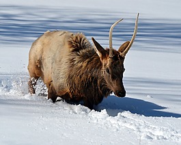 埃爾克,雪,野生動物