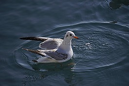 海鸥,海,平静
