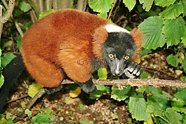 languast,哺乳動物,樹居民
