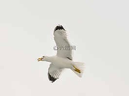 海鷗,鳥(niǎo),白