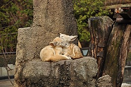 動物園,耳廓狐,秋天