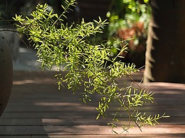 感恩節(jié)晚餐,按摩療法,精油