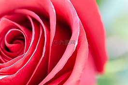 花,玫瑰,特寫