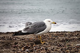 動(dòng)物,海,海灘
