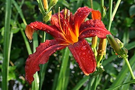 hemerocallus,黄花菜,常年