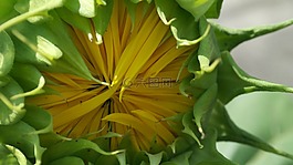 向日葵芽,花,太陽花
