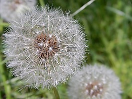 蒲公英,花,綠色