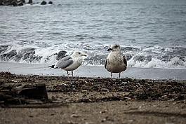 動(dòng)物,海,海灘