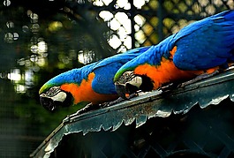 鳥類,熱帶鳥類,性質