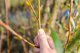柳,自然,植物