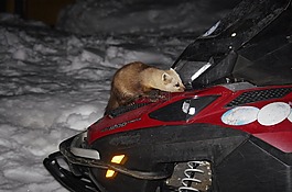 貂,獸,捕食者