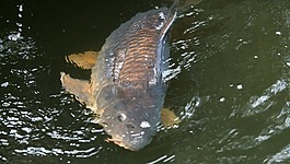 鯉魚,釣魚,荷蘭