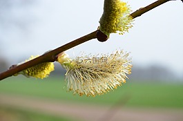 褪色柳,牧場,花序