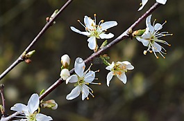 櫻花,開花,春天