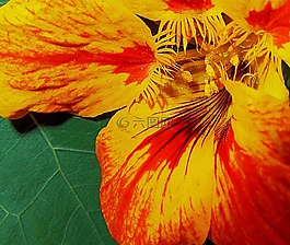 黃色,紅色,花