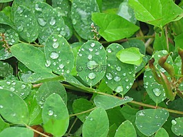 葉,綠色,滴