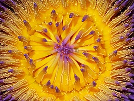 花,盛開(kāi),黃色