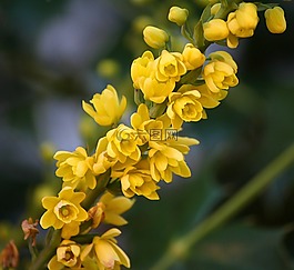 俄勒岡州花,十大功勞鮮花,俄勒岡州葡萄霍利