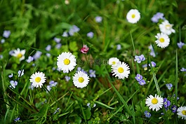 雛菊,花,開(kāi)花